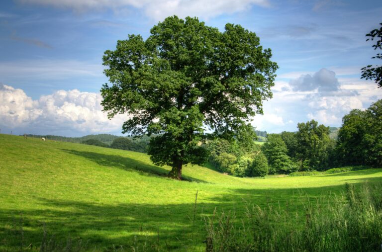 Serene landscape of a sunny countryside field with a prominent oak tree and lush greenery, perfect for nature backgrounds.