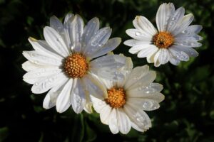 daises, water, drops, daises, daises, daises, daises, daises