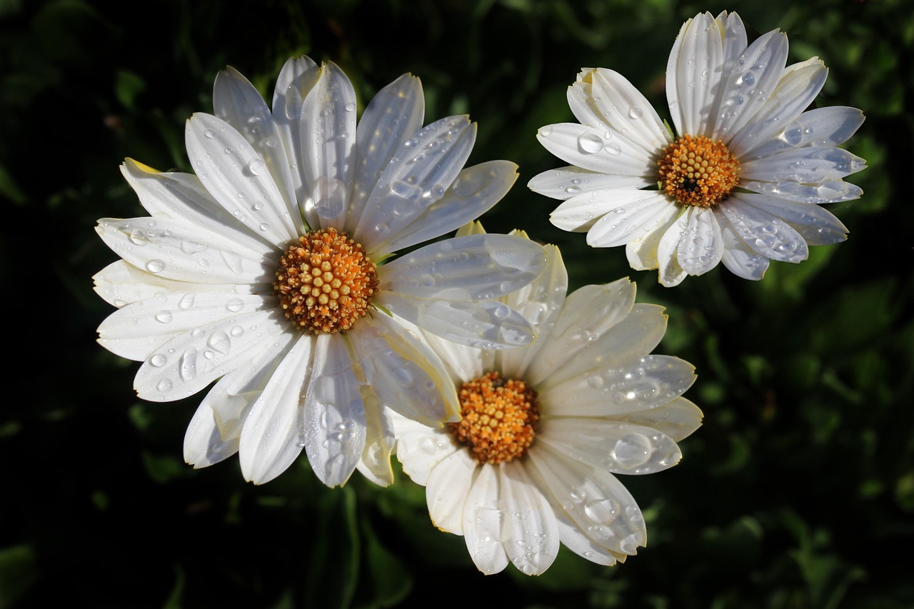 daises, water, drops, daises, daises, daises, daises, daises