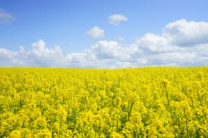 A vast field of blooming yellow mustard flowers under a bright blue sky, perfect for nature themes.