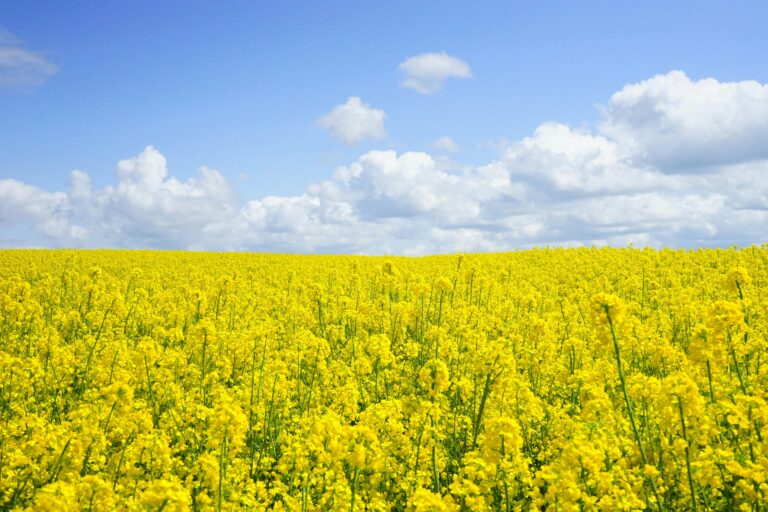 A vast field of blooming yellow mustard flowers under a bright blue sky, perfect for nature themes.