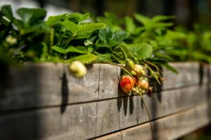 Close-up of unripe strawberries hanging over a wooden garden bed in sunlight.