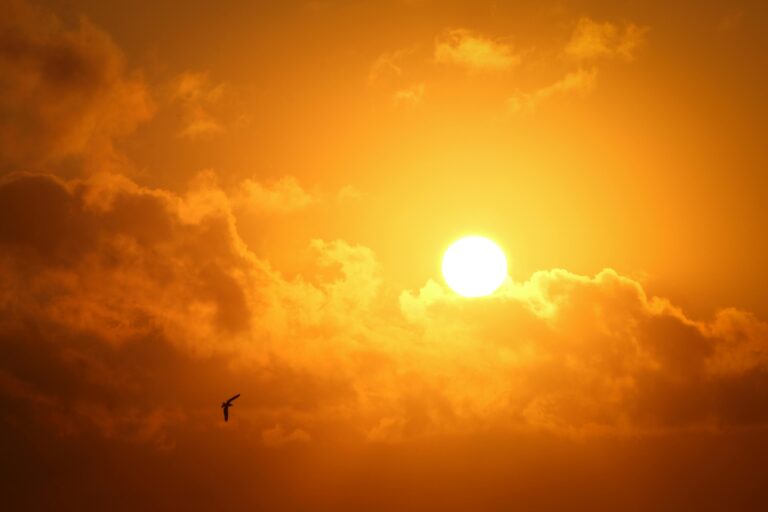 A serene sunset with a vibrant sky and a lone bird flying across. Perfect for nature lovers.